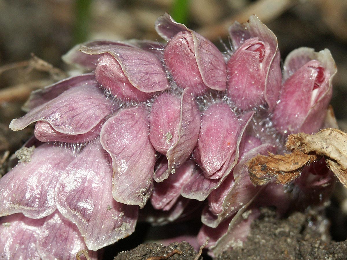 Lathraea squamaria