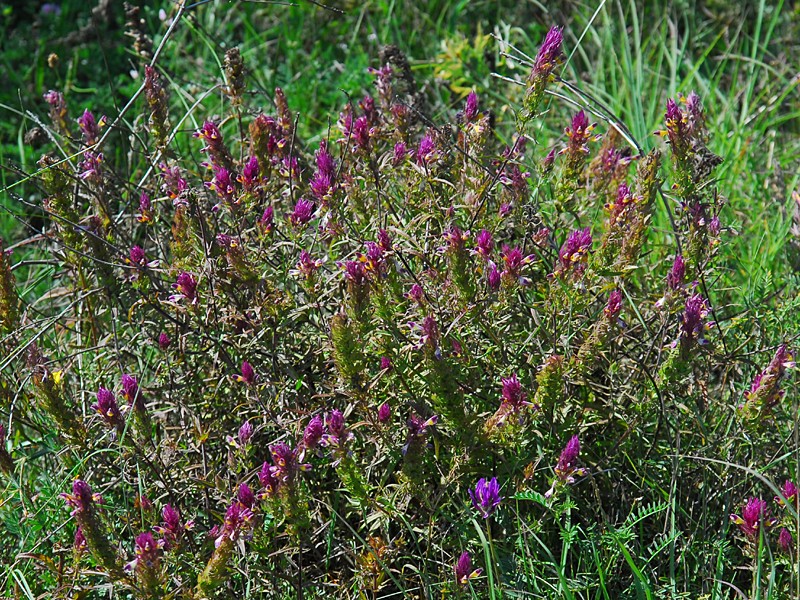 Melampyrum arvense