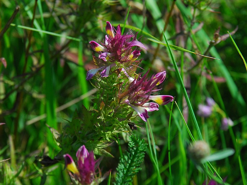 Melampyrum arvense