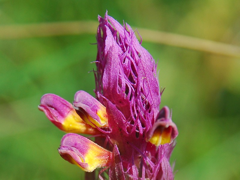 Melampyrum arvense