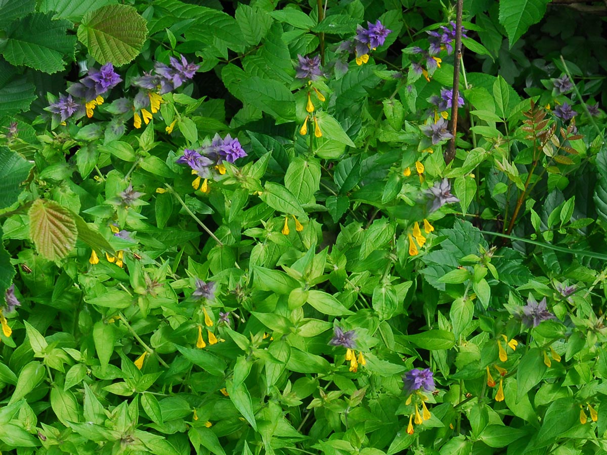 Melampyrum nemorosum