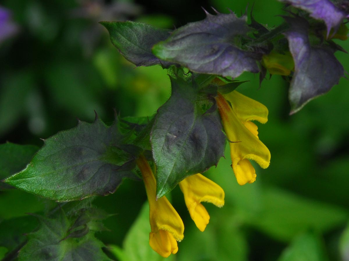 Melampyrum nemorosum