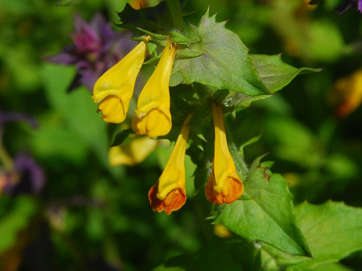 Melampyrum nemorosum