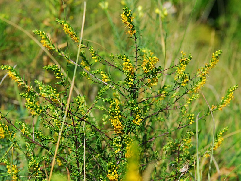 Odontites luteus