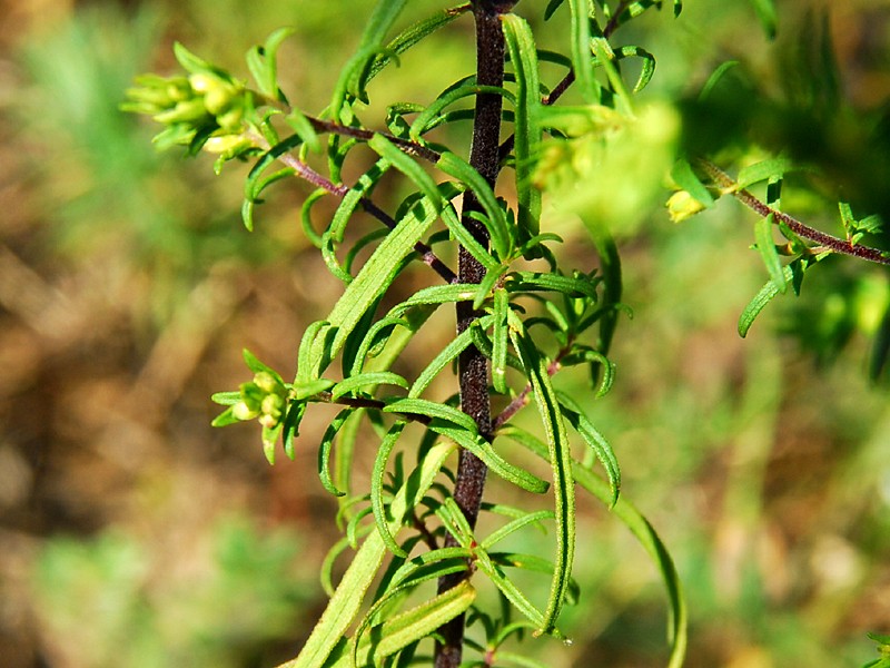 Odontites luteus