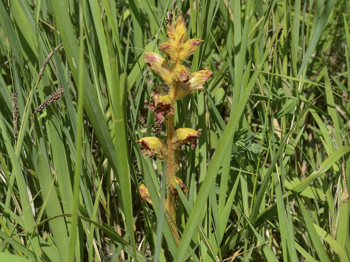 Orobanche gracilis