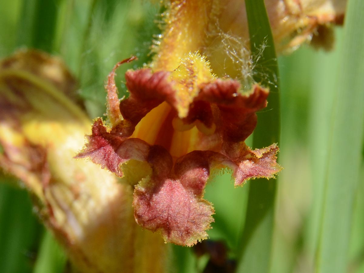 Orobanche gracilis