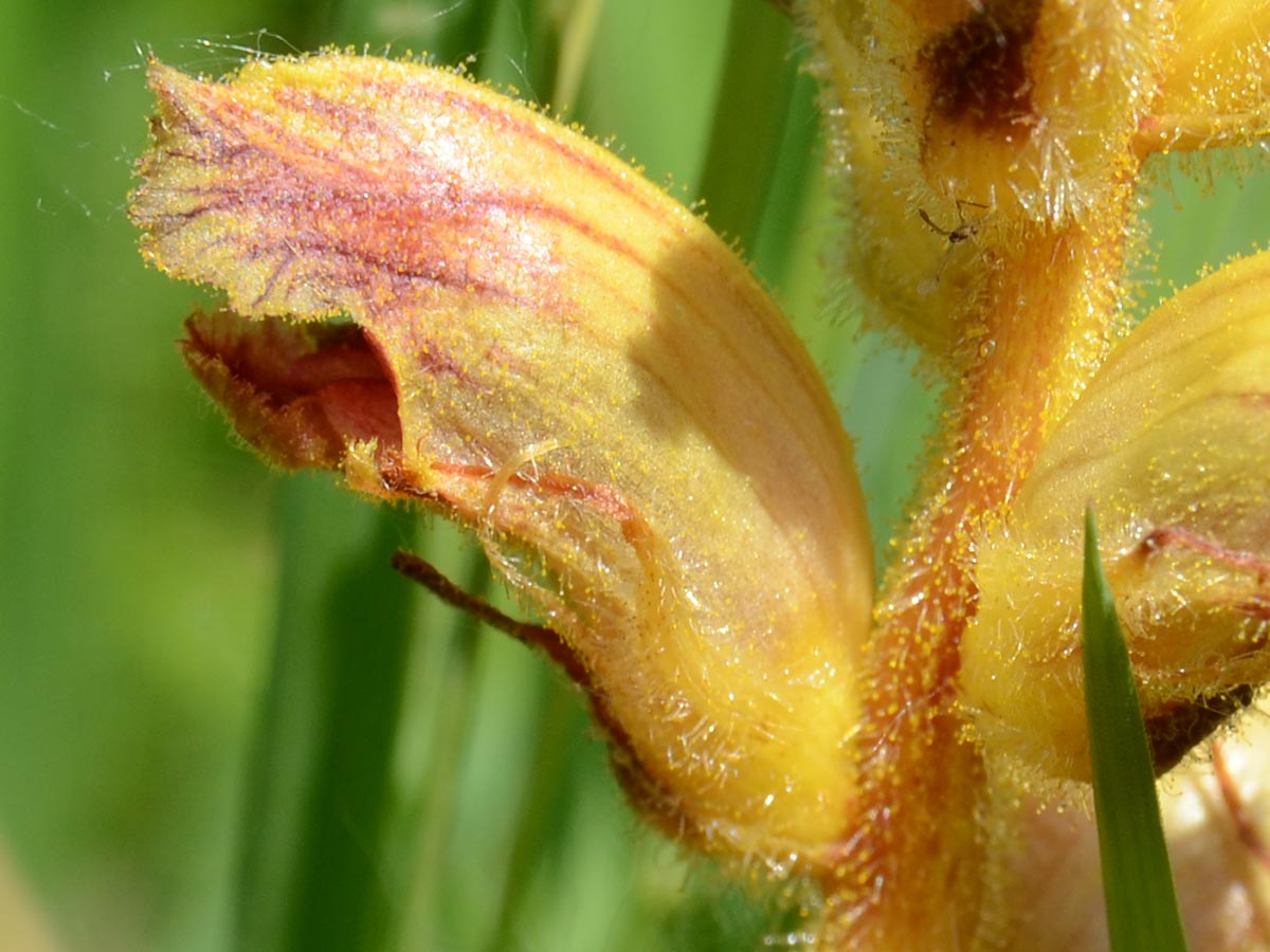 Orobanche gracilis