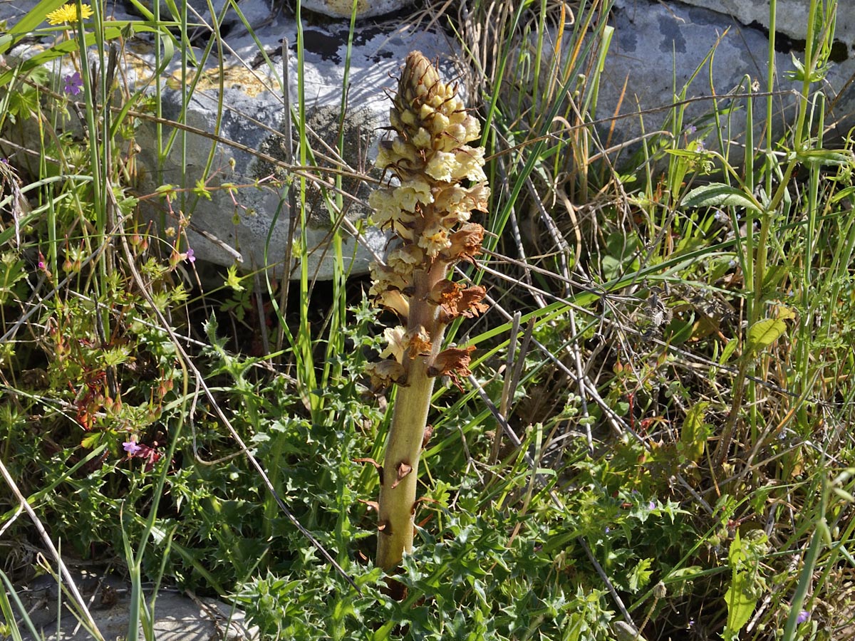 Orobanche minor