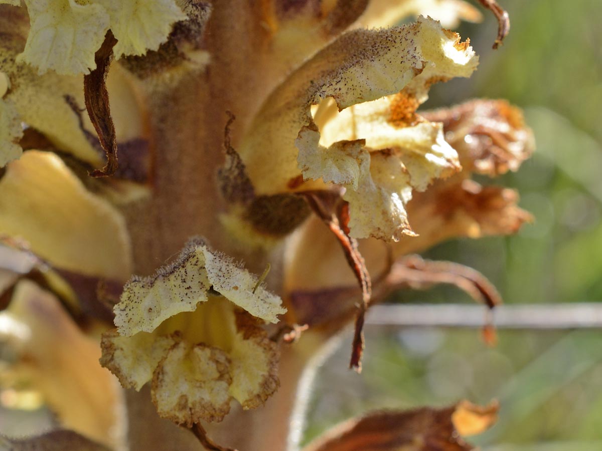 Orobanche minor