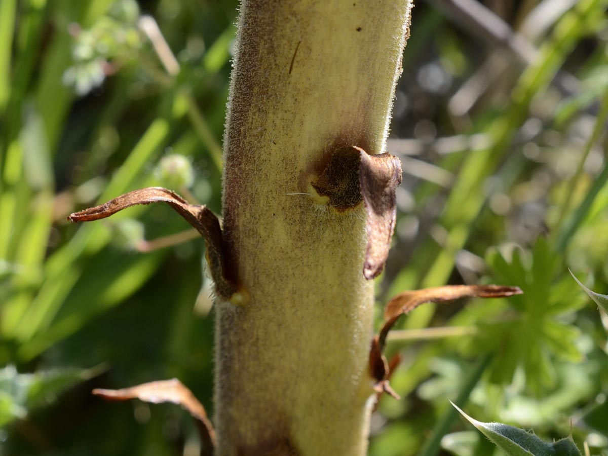 Orobanche minor