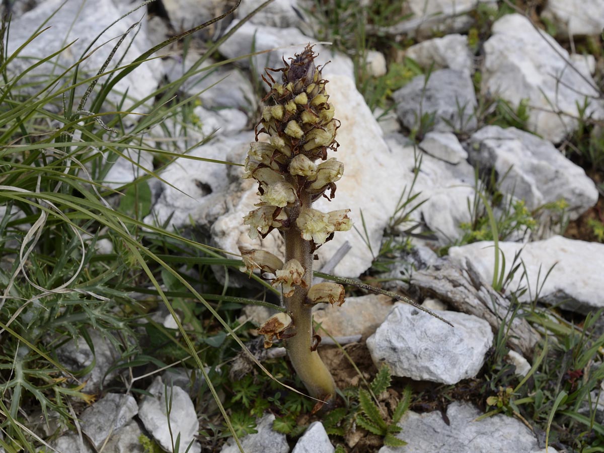 Orobanche minor