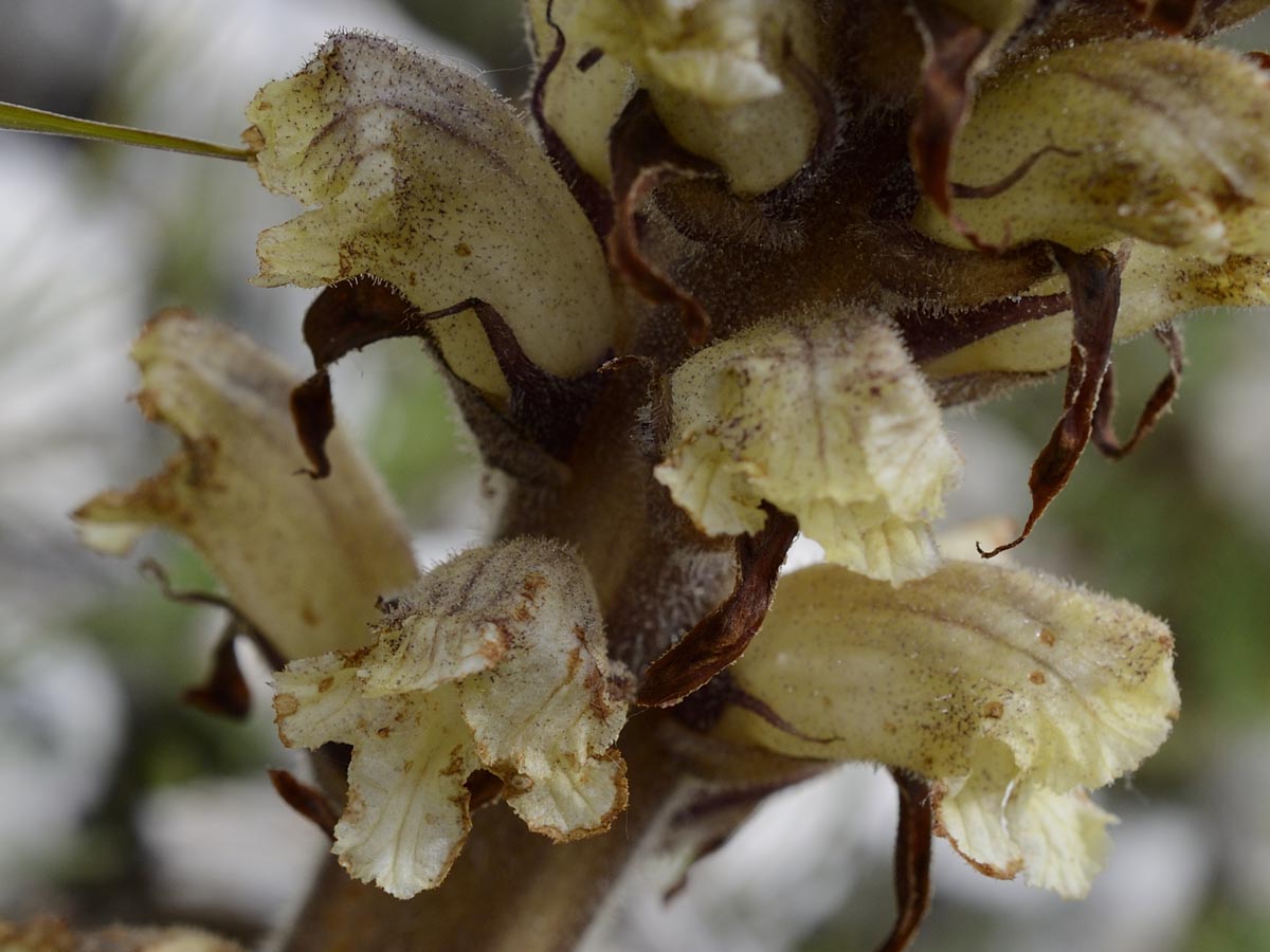 Orobanche minor