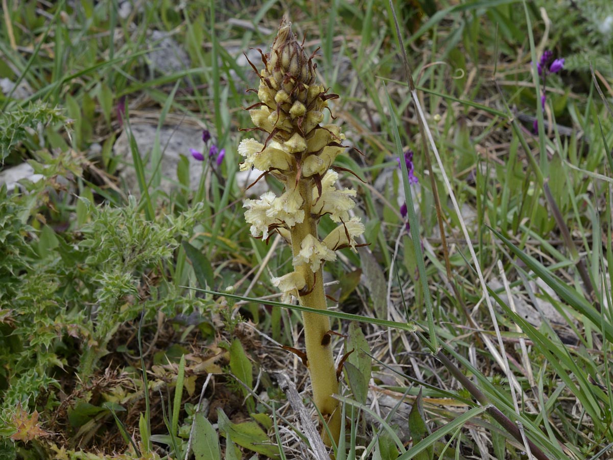 Orobanche minor