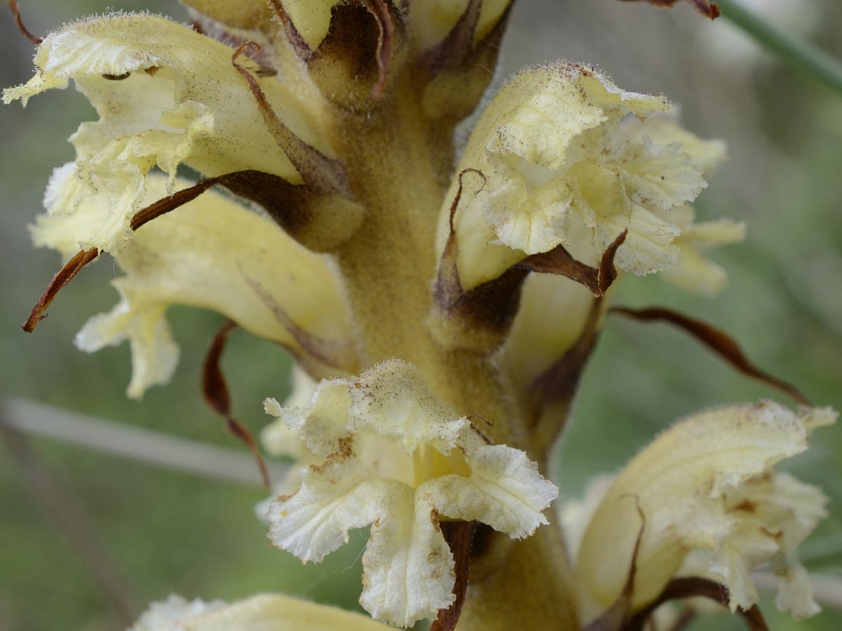 Orobanche minor