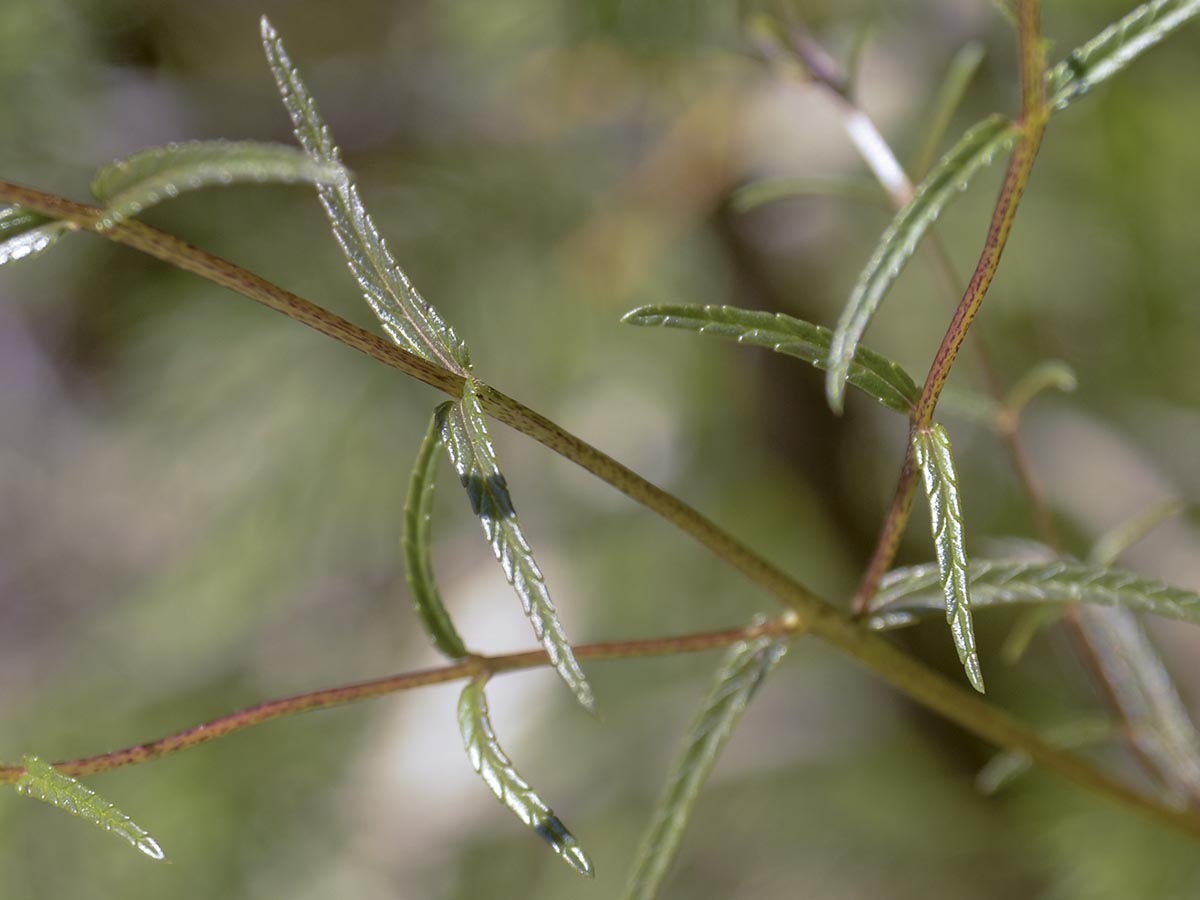  Rhinanthus glacialis