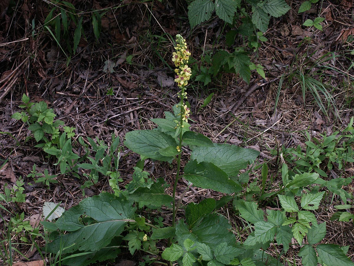 Verbascum nigrum