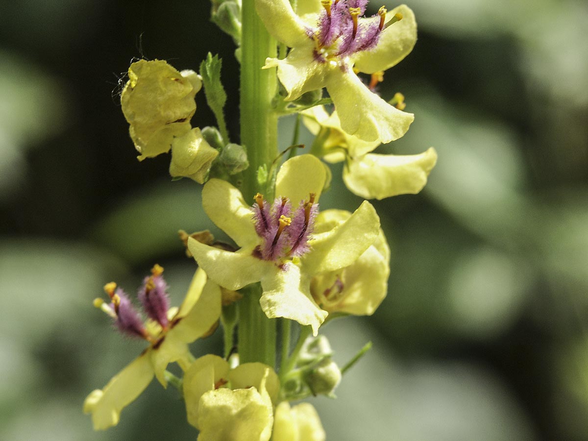 Verbascum nigrum