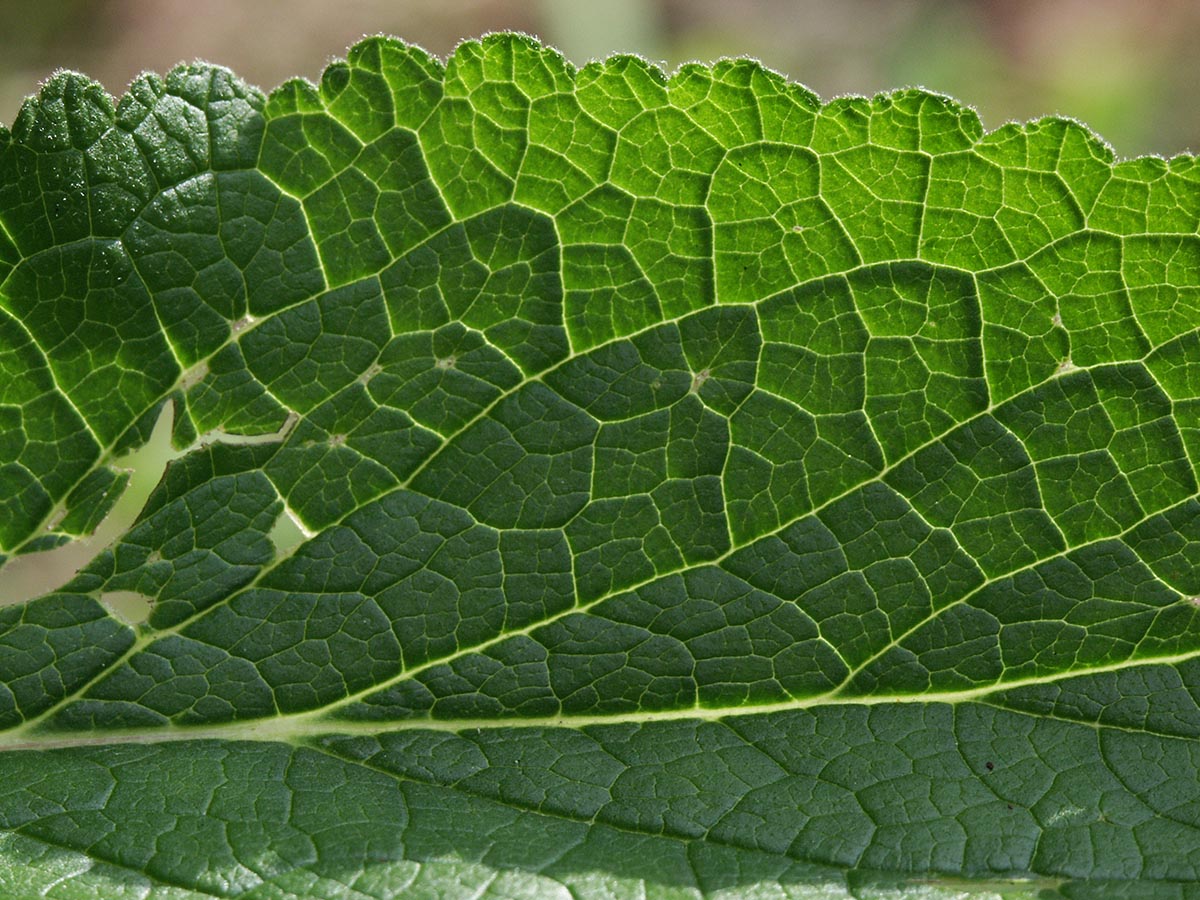 Verbascum nigrum