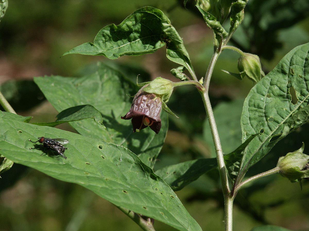 Atropa bella-donna