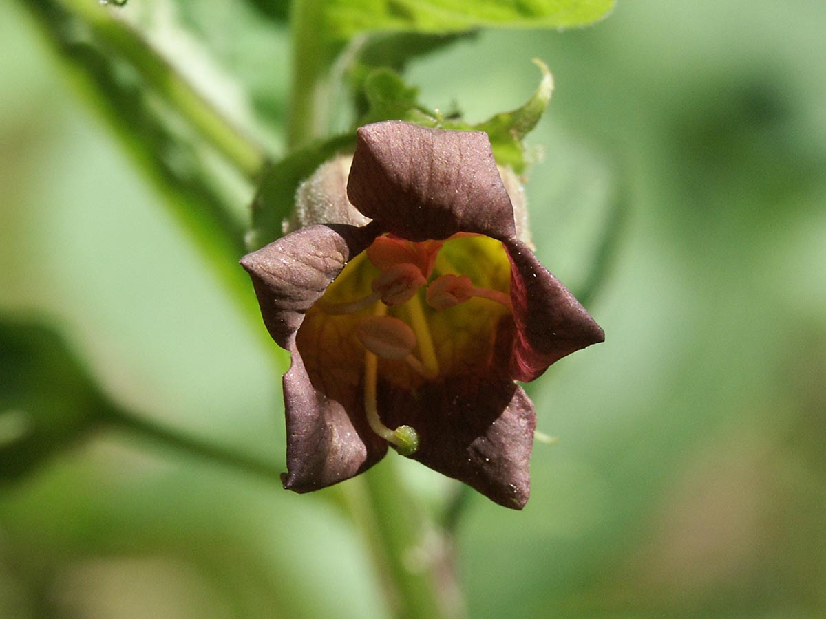 Atropa bella-donna