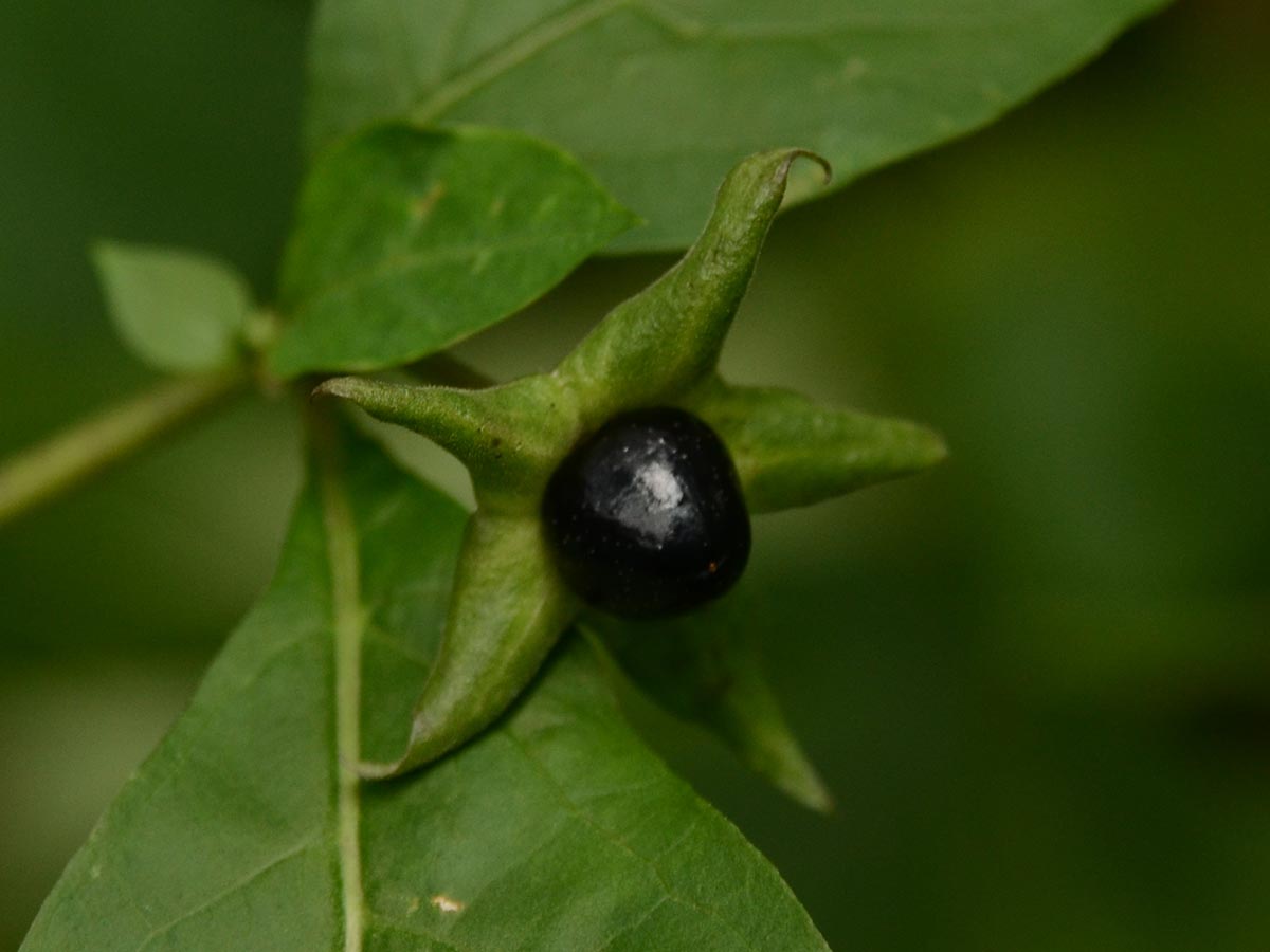 Atropa bella-donna