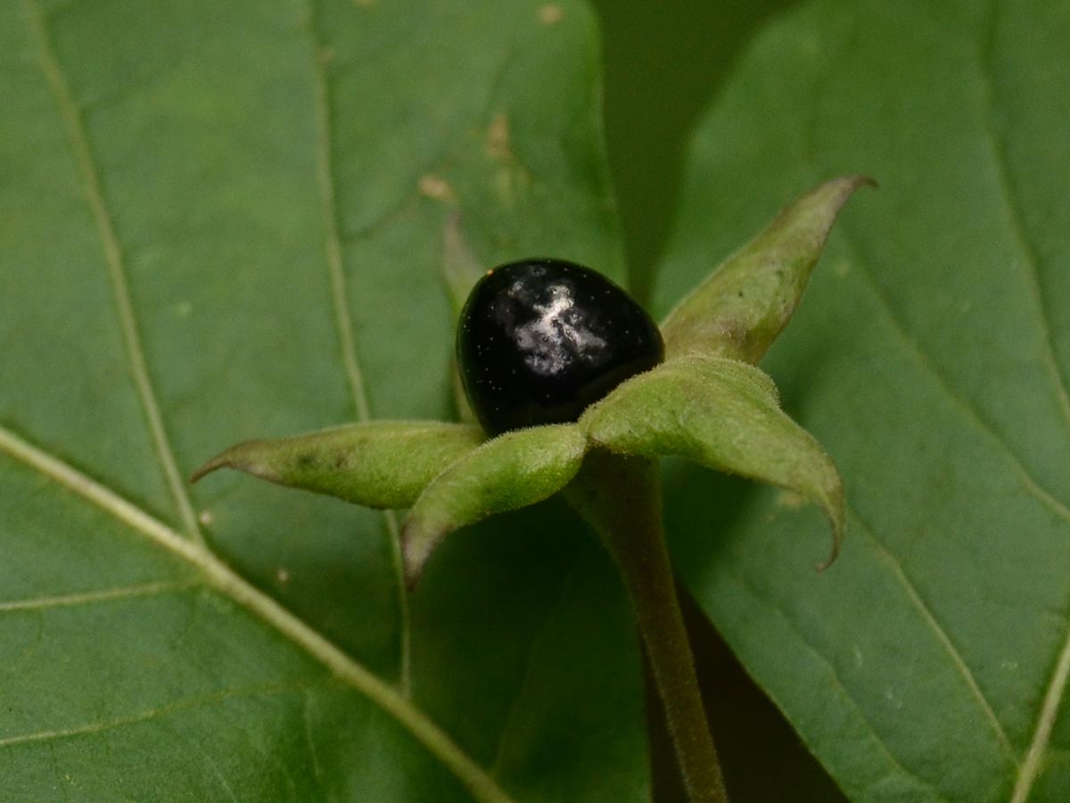 Atropa bella-donna