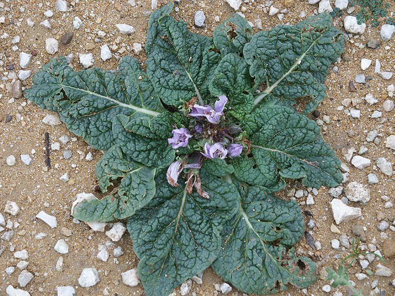 Mandragora autumnalis