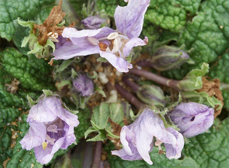 Mandragora autumnalis