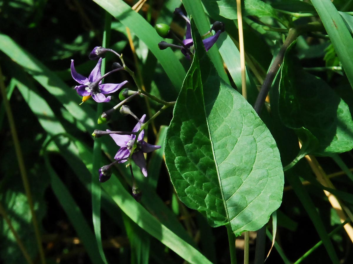 Solanum dulcamara