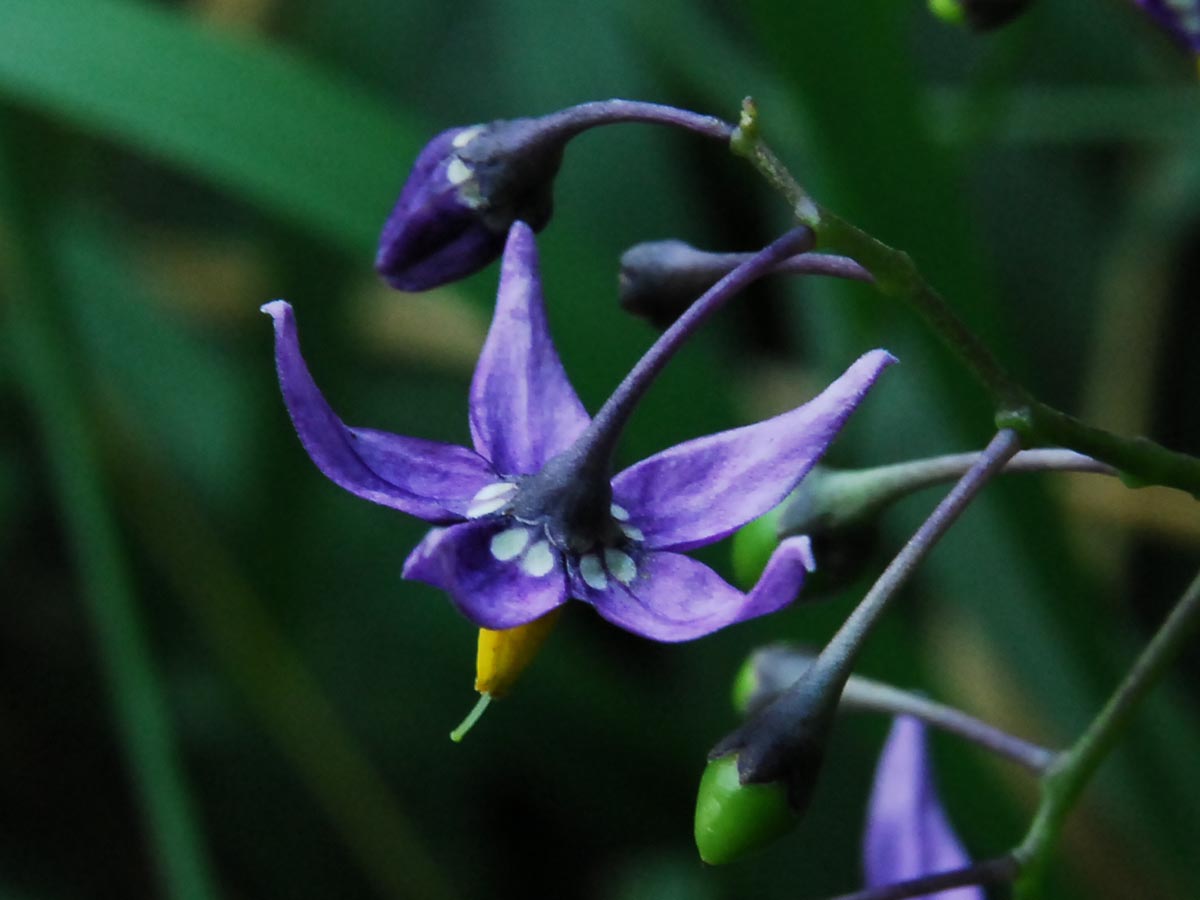 Solanum dulcamara