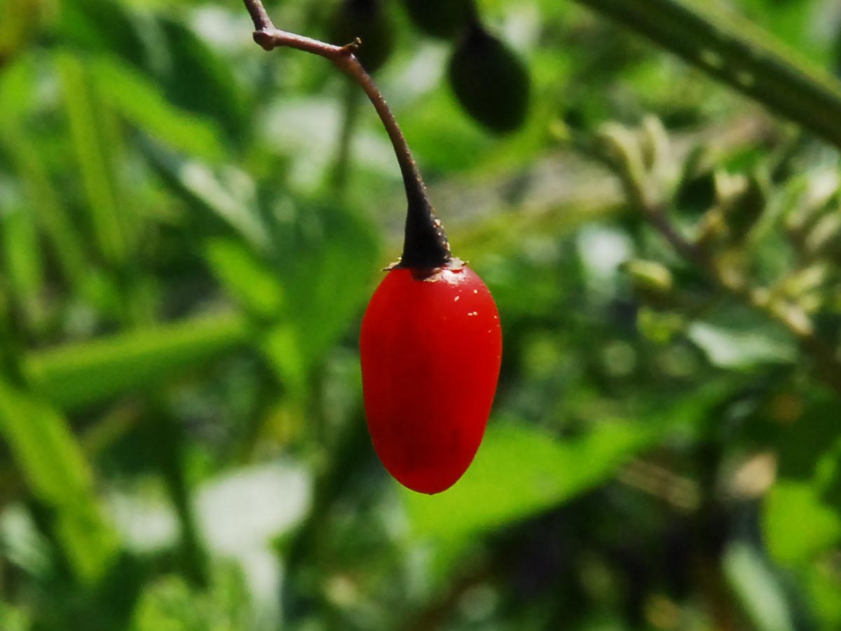 Solanum dulcamara