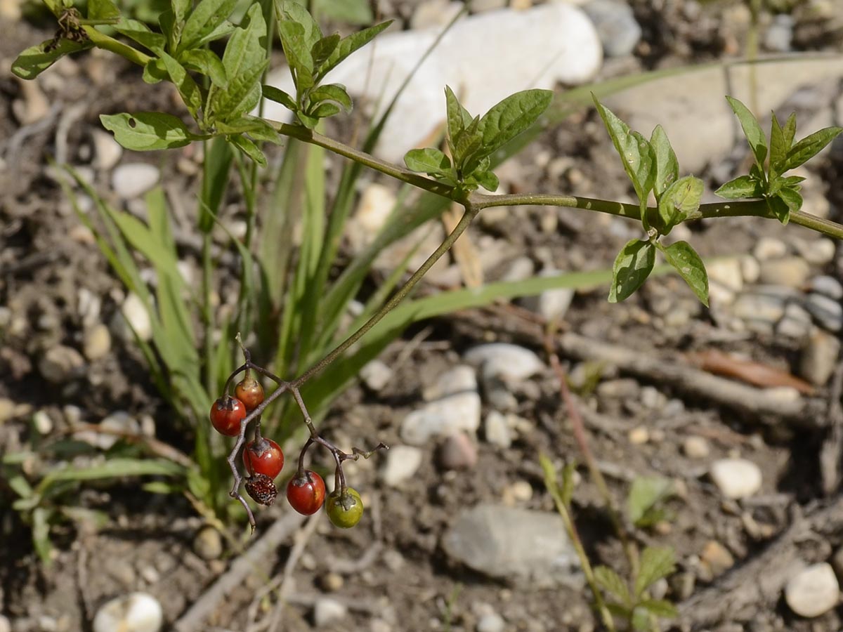 Solanum dulcamara