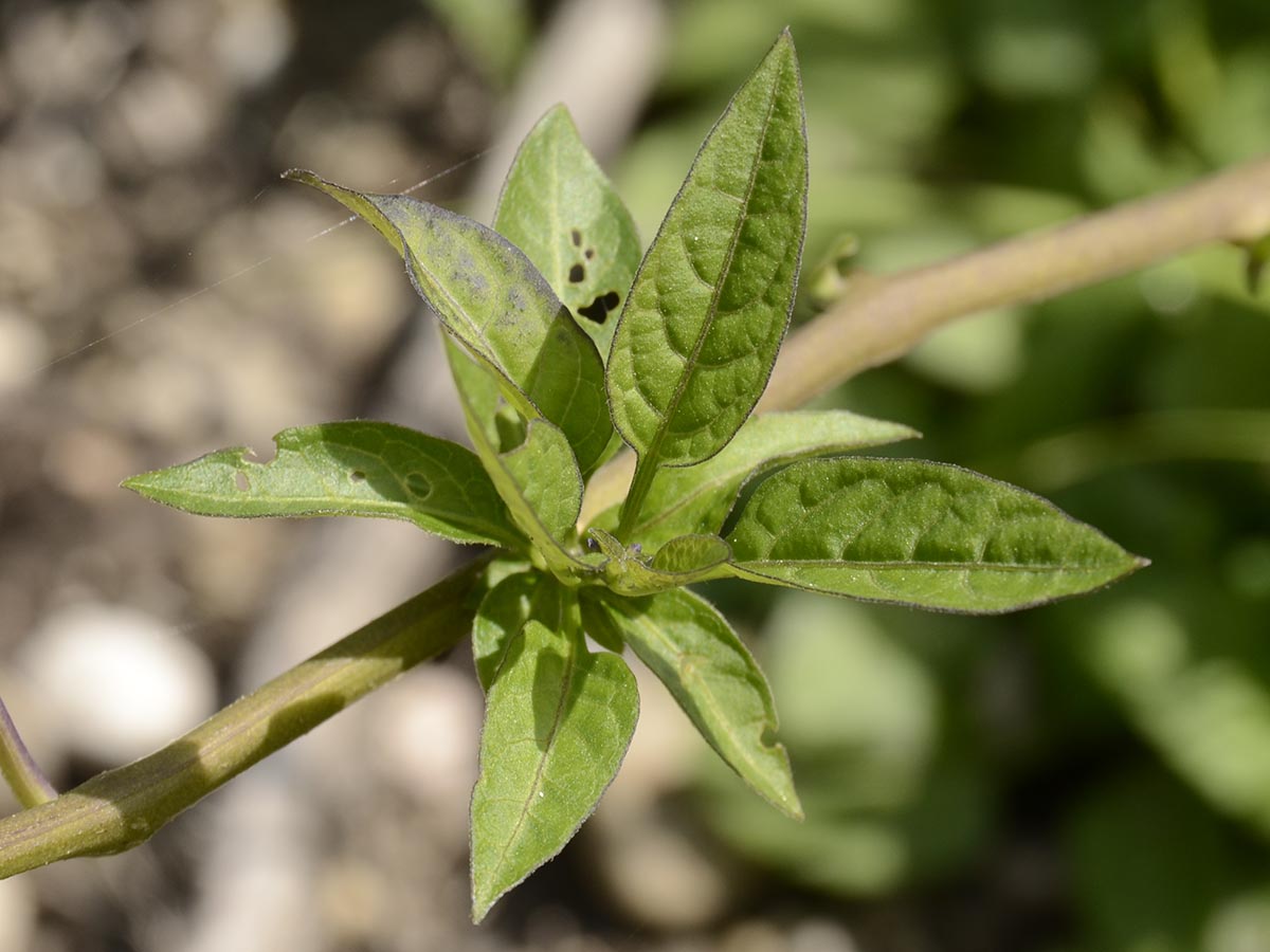 Solanum dulcamara