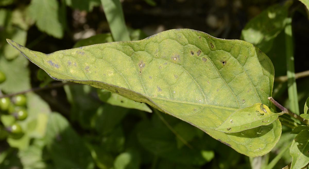 Solanum dulcamara