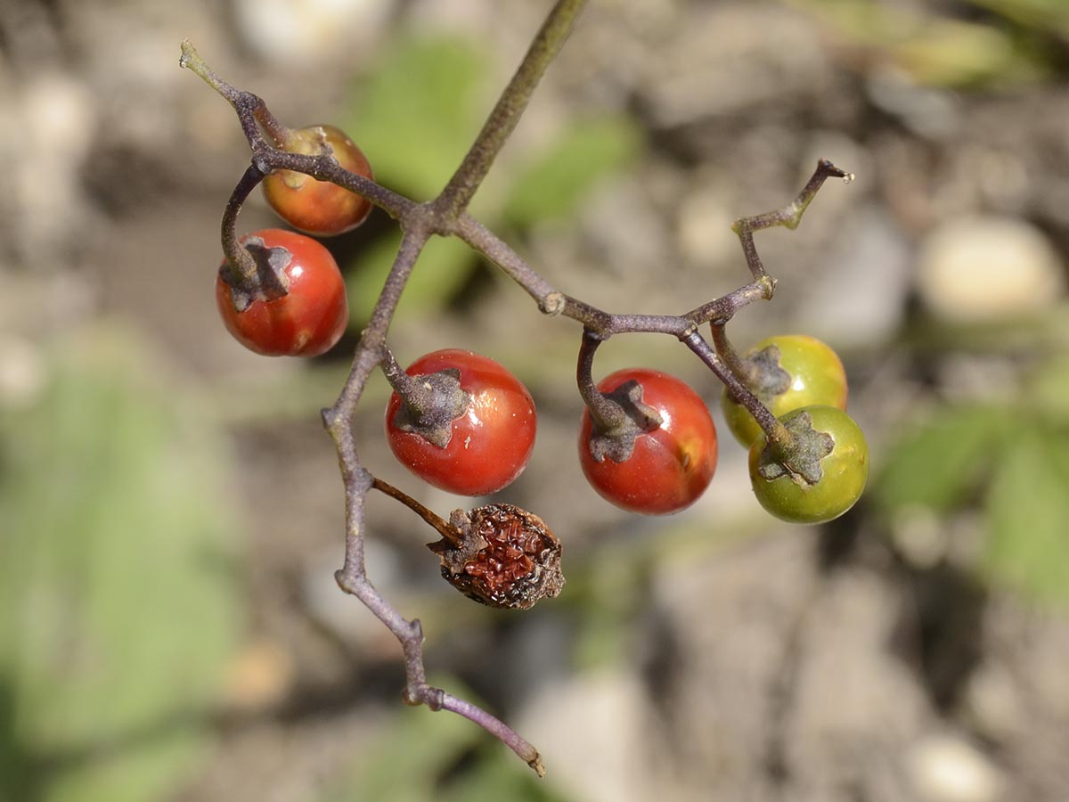 Solanum dulcamara