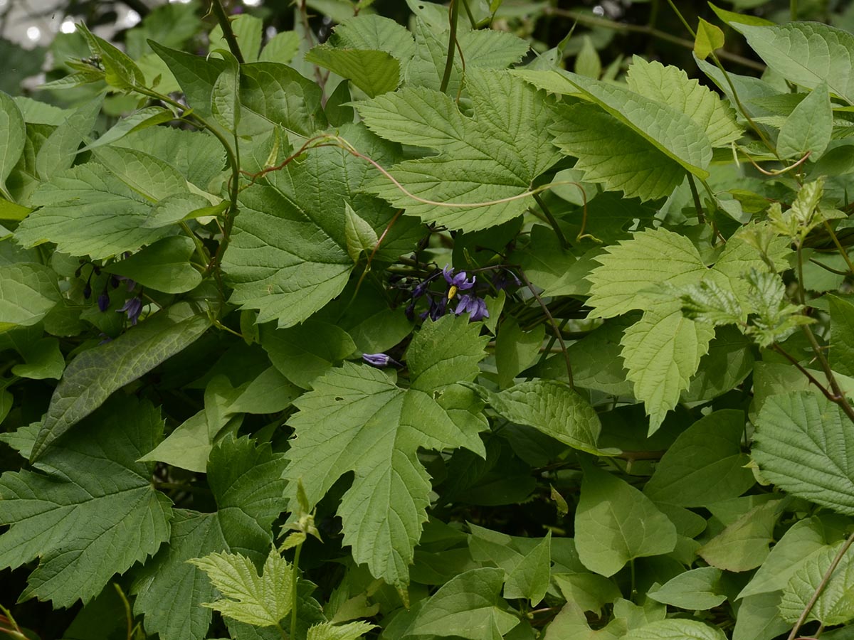 Solanum dulcamara