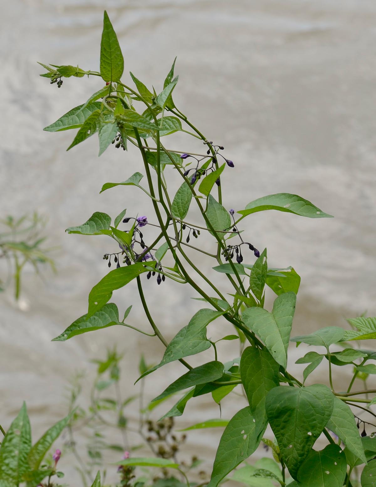 Solanum dulcamara