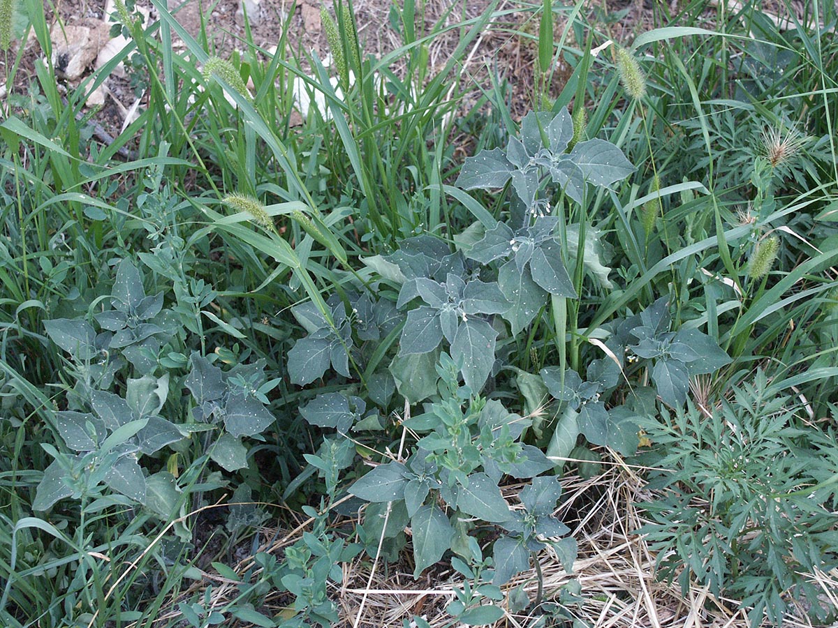 Solanum nigrum