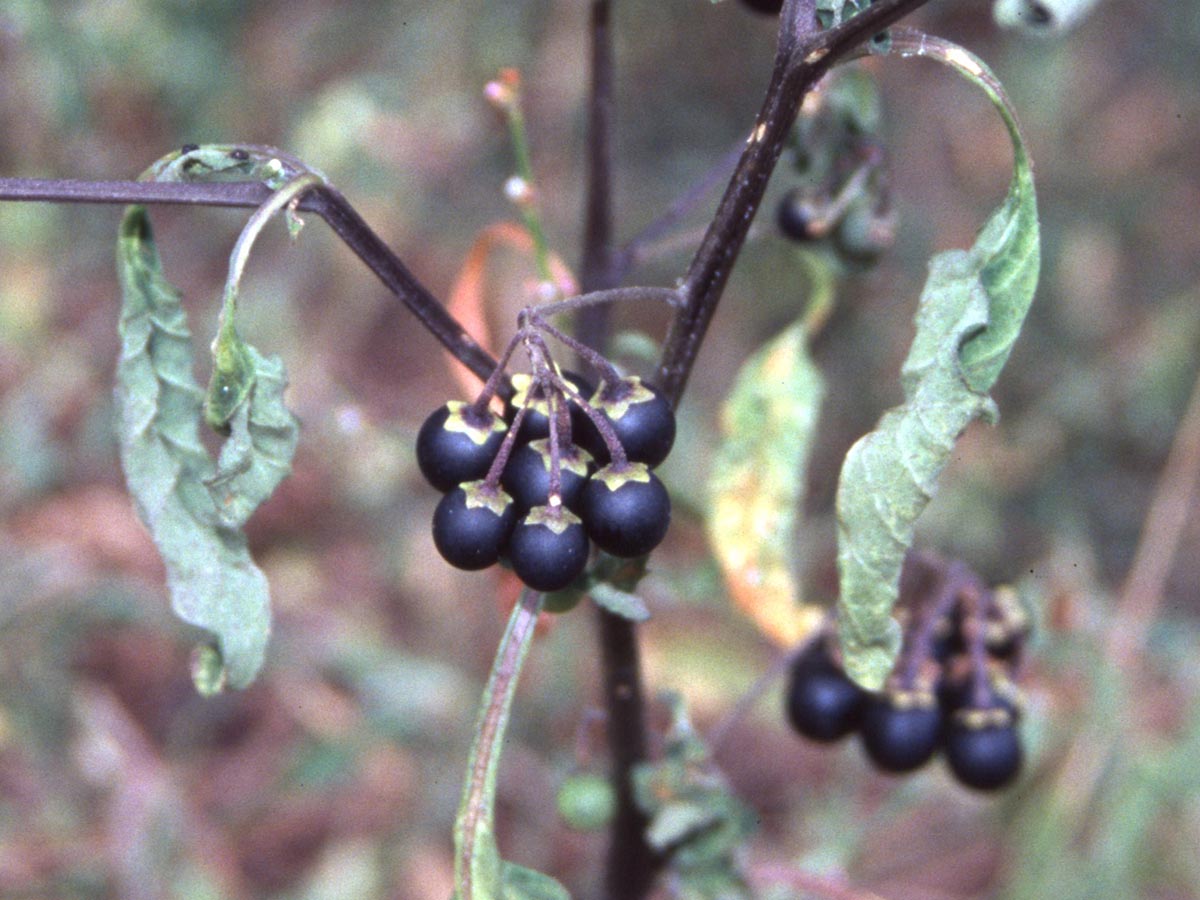 Solanum nigrum