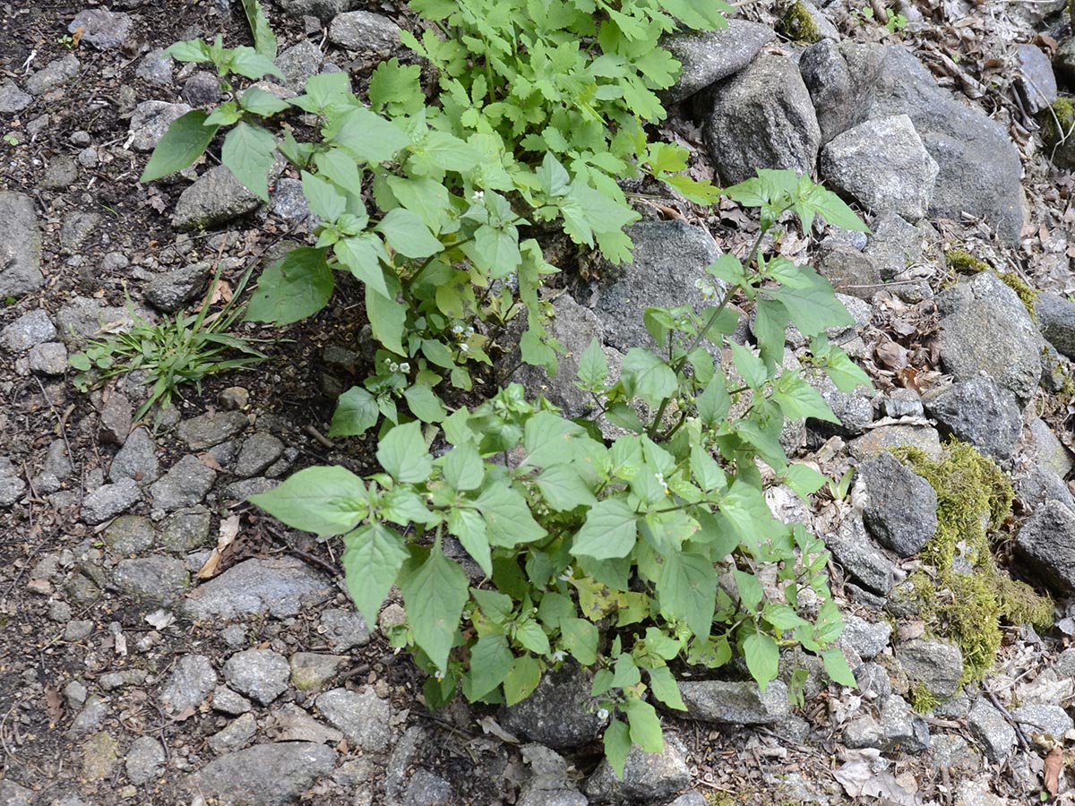 Solanum nigrum