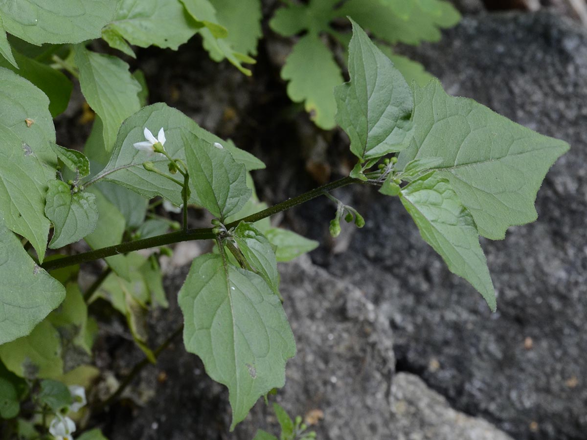 Solanum nigrum