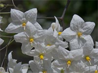 Jasmin-Nachtschatten