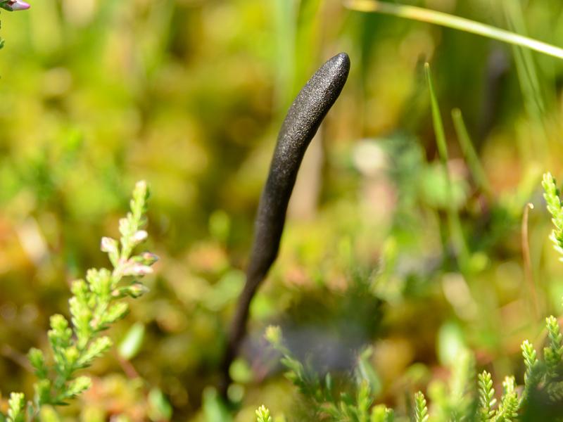 Trichoglossum hirsutum