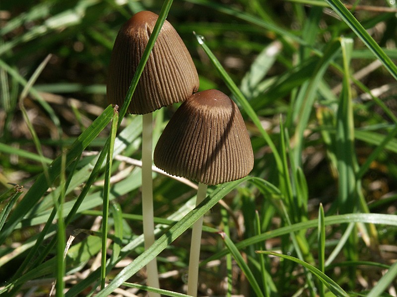 Parasola leiocephalus