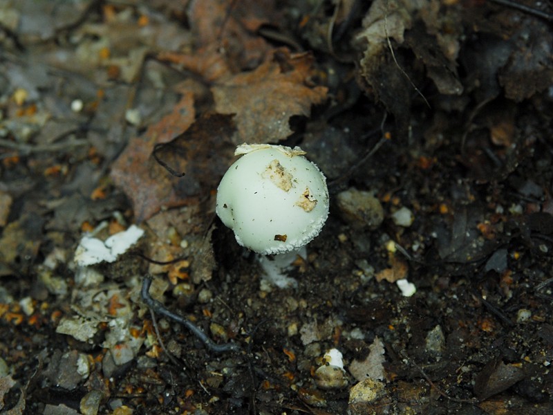 Amanita citrina