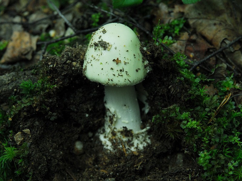 Amanita citrina