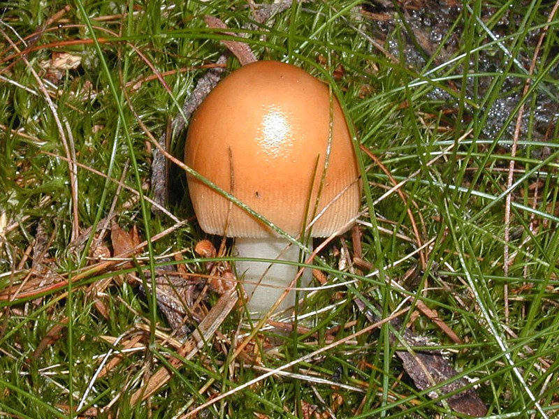 Amanita fulva