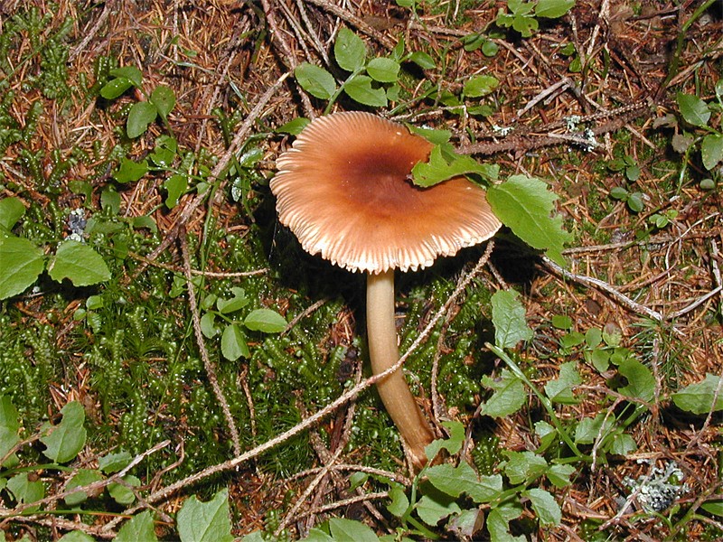 Amanita fulva