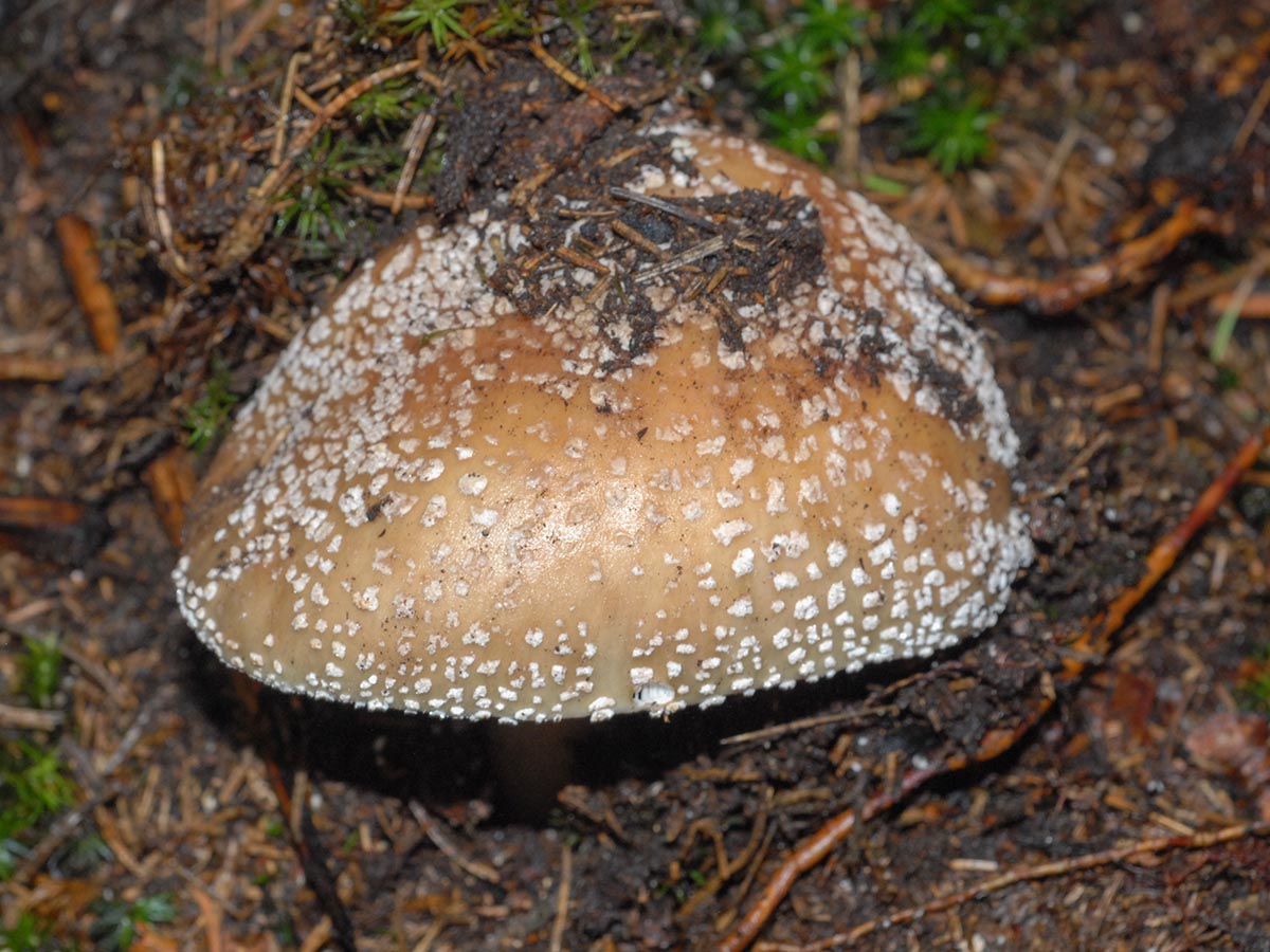 Amanita rubescens